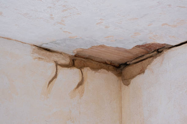 Best Professional water damage repair  in New Haven, MI