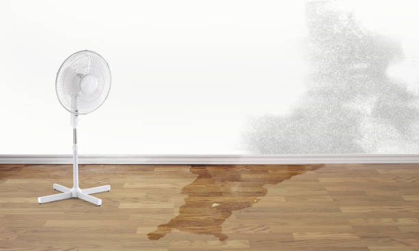 Best Water damage restoration near me  in New Haven, MI