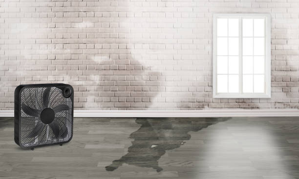 Best Water damage restoration process  in New Haven, MI